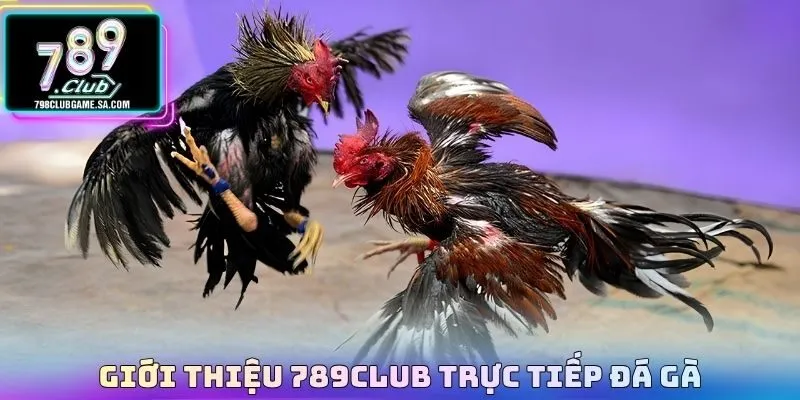 Giới thiệu 789CLUB trực tiếp đá gà 