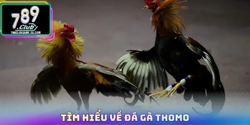 Tìm hiểu về Đá gà thomo 